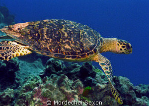 Sea Turtle by Mordechai Saxon 